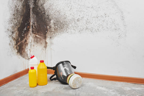 Best Attic Mold Removal  in Rocky Point, WA