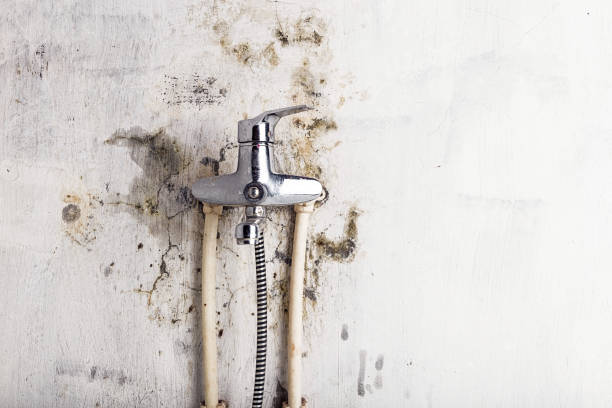 Rocky Point, WA Mold Removal Company