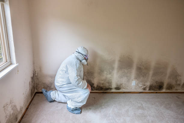 Best Commercial Mold Removal  in Rocky Point, WA
