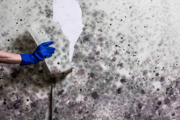 Attic Mold Removal in Rocky Point, WA